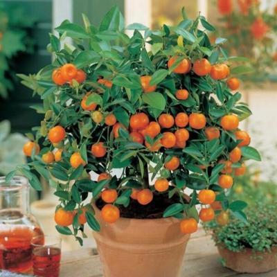 Image of Sunburst Tangerine Tree (Height: 3 - 4 FT)