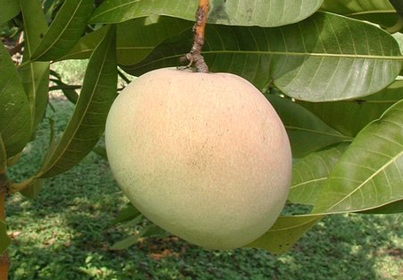 Image of Tebow Mango Tree (Height: 3 - 4 FT)