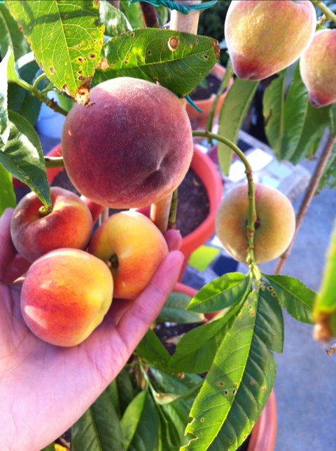 Image of Tropic Prince Peach Tree (Height: 4 - 5 FT)