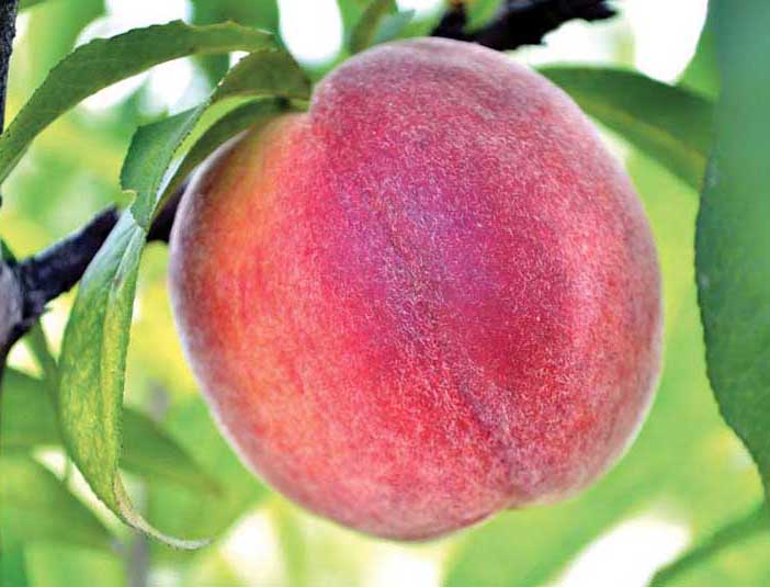 Image of Tropic Sweet Peach Tree (Height: 4 - 5 FT)