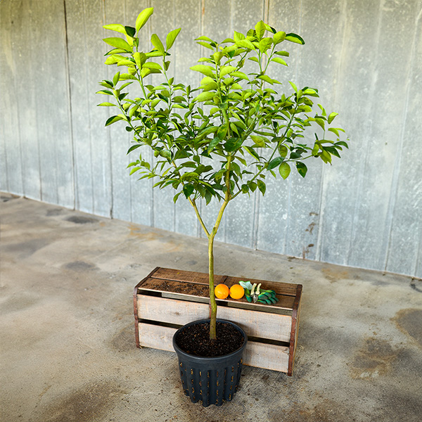 Image of Valencia Orange Tree (Height: 3 - 4 FT Shape: Standard)