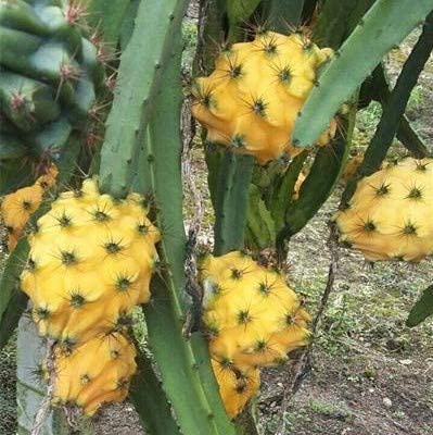 Image of Yellow Dragon Fruit Tree (Height: 2 - 3 FT)